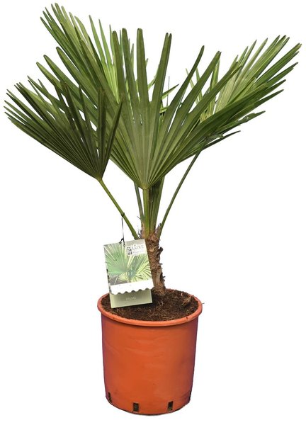 Trachycarpus fortunei - Stamm 10-15 cm - Gesamthöhe 70-90 cm - Topf Ø 28 cm