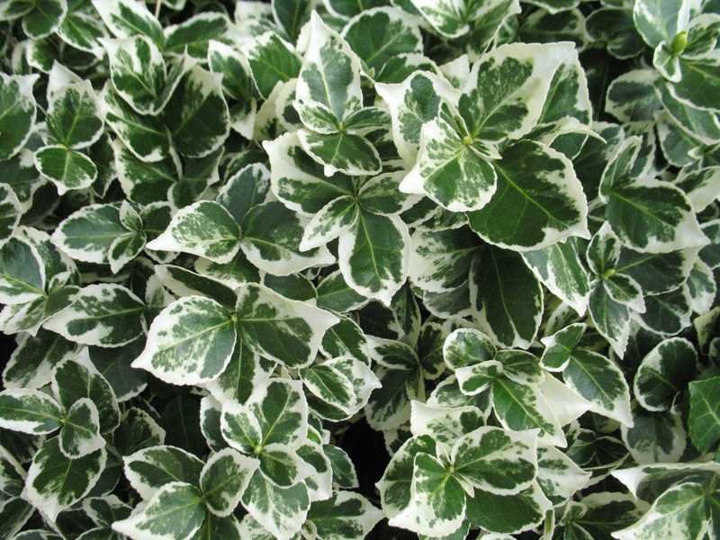 Euonymus Fortunei Emerald Gaiety - Topf 0,5 ltr
