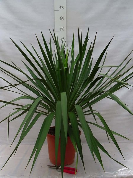 Yucca gloriosa - Gesamthöhe 60-80 cm - Topf Ø 26 cm