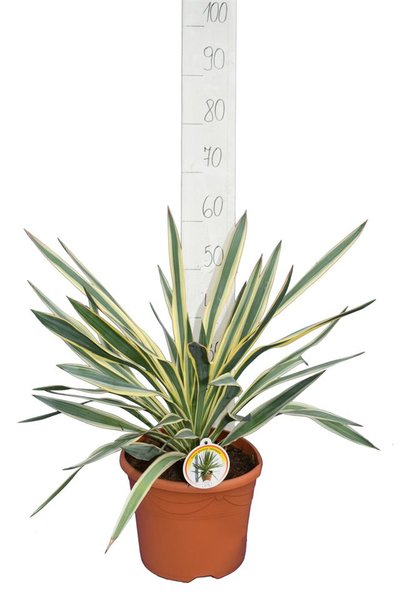Yucca gloriosa Variegata - Gesamthöhe 60-70 cm - Topf Ø 26 cm