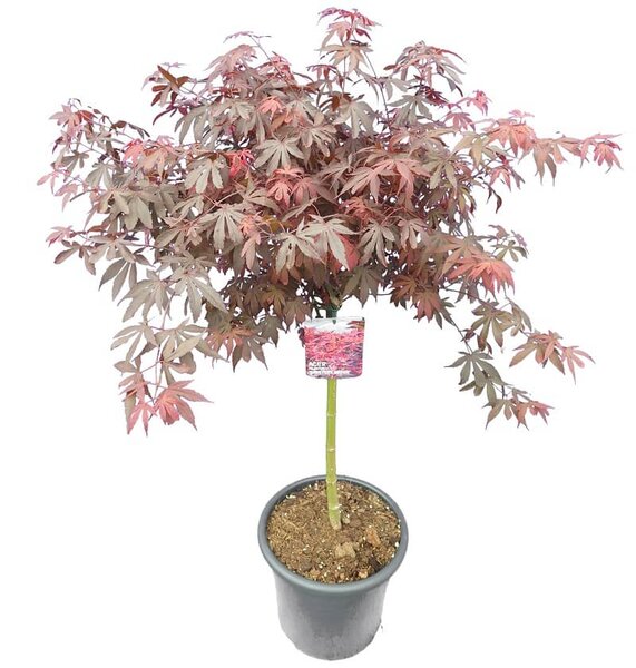 Acer palmatum Skeeters broom - Stamm 60-70 cm - Gesamthöhe 120-140 cm - Topf 15 ltr
