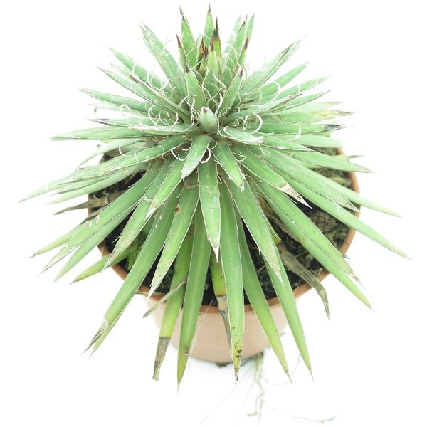 Agave filifera - Topf Ø 14 cm