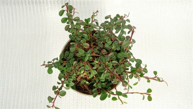 Cotoneaster dammeri Frieders Evergreen - Topf Ø 11 cm
