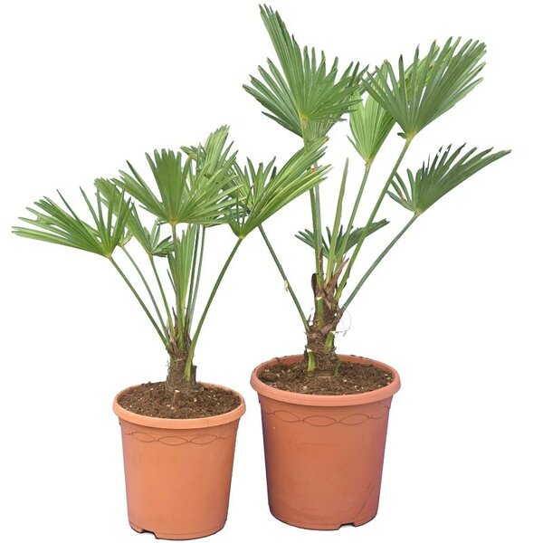 Trachycarpus wagnerianus Set von 2 - Topf Ø 23 cm + Topf Ø 26 cm