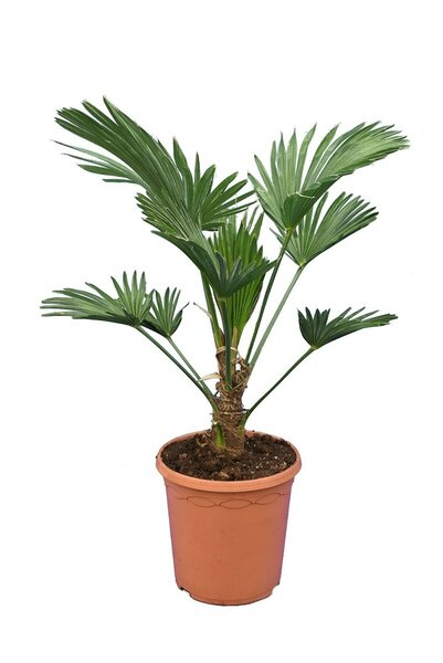 Trachycarpus wagnerianus - Gesamthöhe 50-70 cm - Topf Ø 23 cm