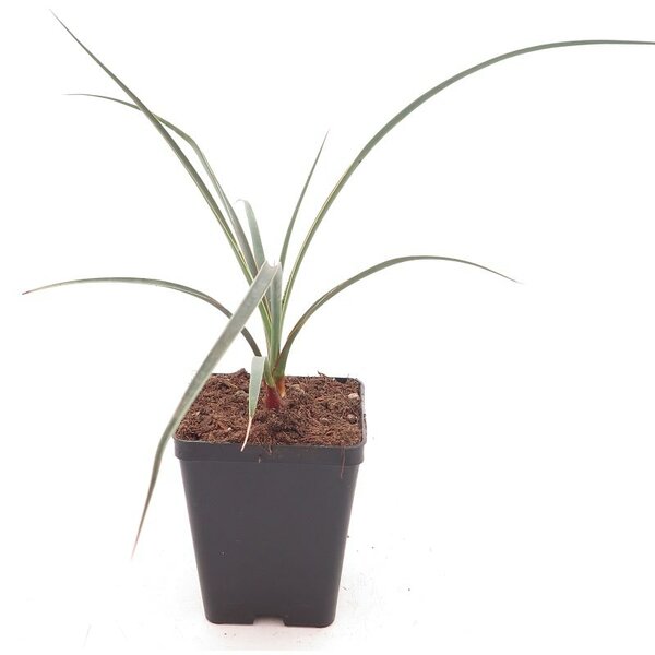 Yucca arizonica - Gesamthöhe 30+ cm - Topf 10 x 10 cm