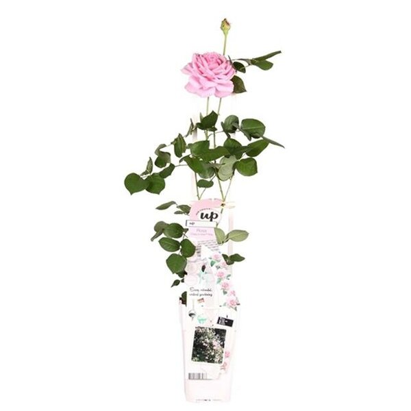 Rosa Crazy in Love climbers Rosa 2 ltr