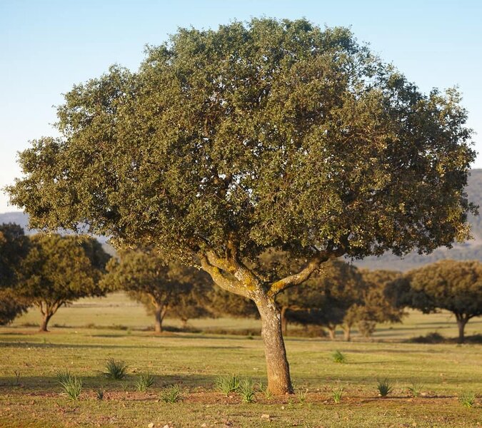 Quercus ilex - Gesamthöhe 130+ cm - Topf Ø 21 cm