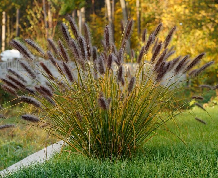 Pennisetum alopecuroides Red Head - Topf 2 ltr