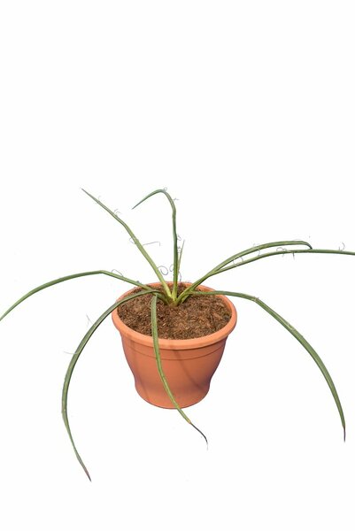 Yucca filifera - Topf Ø 19 cm