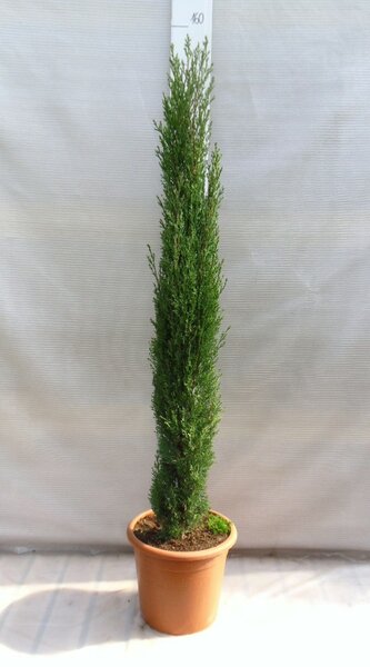 Cupressus sempervirens Totem - Gesamthöhe 150-180 cm - Topf Ø 35 cm