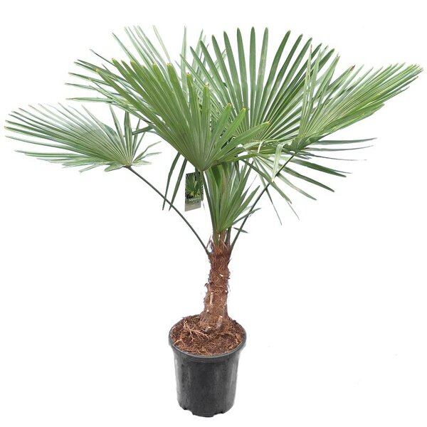 Trachycarpus fortunei XL - Stamm 30-40 cm - Gesamthöhe 160-180 cm - Topf Ø 31 cm