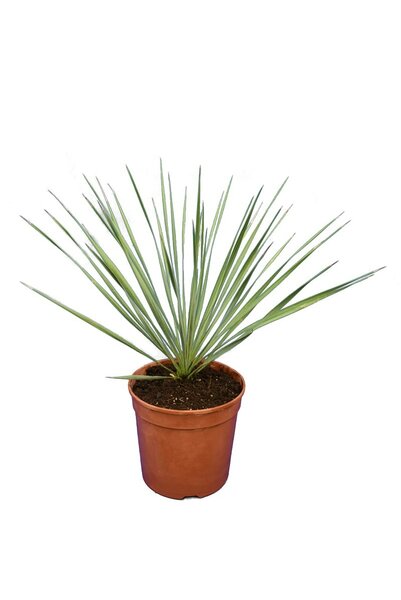 Yucca rostrata - Gesamthöhe 40-60 cm - Topf Ø 20 cm