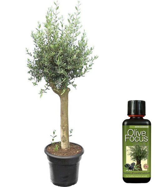 Olea europaea olive tree + olive focus