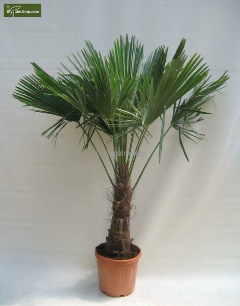 Trachycarpus fortunei - Stamm 60-70 cm - Gesamthöhe 180+ cm - Topf Ø 40 cm [Palette]