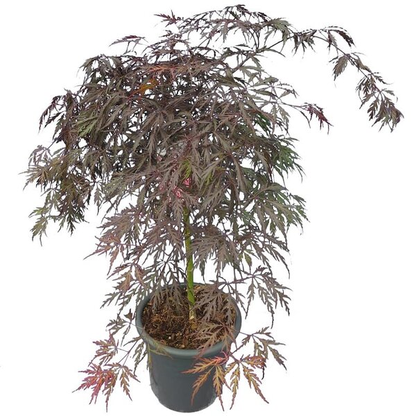 Acer palmatum Dissectum Garnet - Stamm 50-60 cm - Gesamthöhe 110-130 cm - Topf 15 ltr