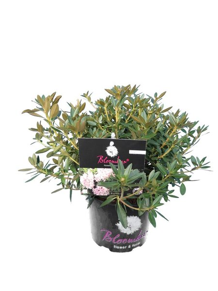 Bloombux pink - Rhododendron micranthum Inkarho - Gesamthöhe 20-30 cm - Topf 0,5 ltr