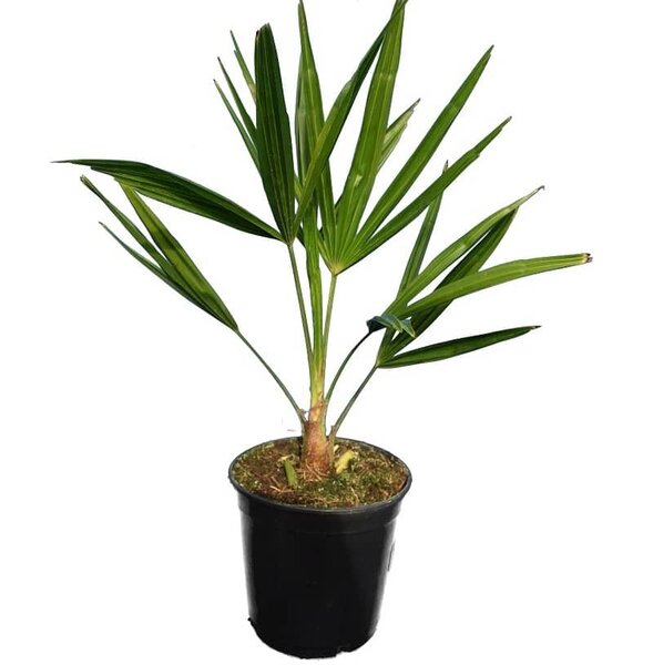 Trachycarpus fortunei - Gesamth&ouml;he 40-60 cm - Topf &Oslash; 15 cm