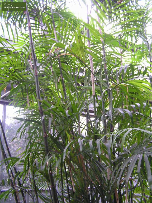 Bambuspalme seltene Zimmerpflanze Chamaedorea Seifrizii 160 cm 
