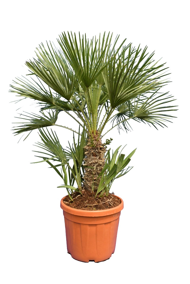 Pflanze  40-60cm Chamaerops humilis var cerifera Frostharte Palme