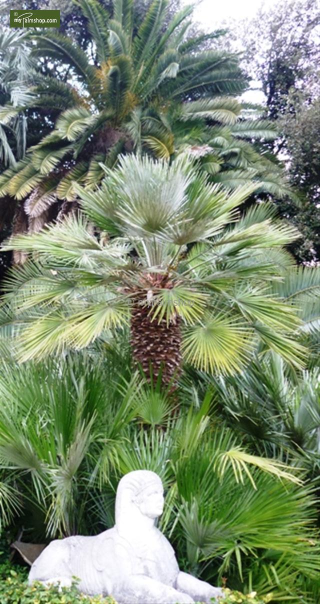 cerifera Frostharte Palme Pflanze  40-60cm Chamaerops humilis var