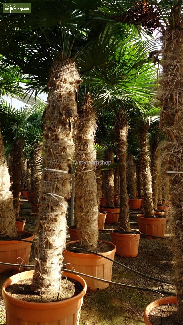 fortunei Trachycarpus MyPalmShop - Stamm cm 140-160