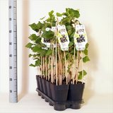 Ribes nidigrolaria Josta - topf 2 ltr_