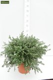 Westringia fruticosa Topf Ø 20 cm_
