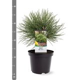 Pinus nigra Nana - Topf Ø 19 cm_