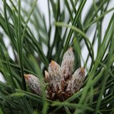 Pinus nigra Nana - Topf Ø 19 cm_