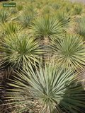 Yucca rostrata - Gesamthöhe 60-80 cm - Topf 26 cm_