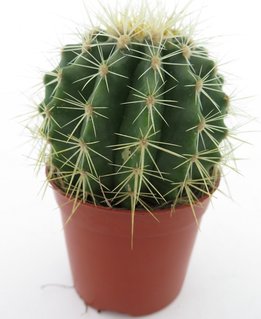 Pflegeleichte Zimmerpflanze Ø 17 cm Elefantenkaktus ↕ 30-40 cm 1 Stück Kaktus Pachycereus Pringlei