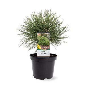 Pinus nigra Nana - Topf Ø 19 cm