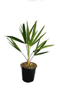 Trachycarpus fortunei - Gesamthöhe 40-60 cm - Topf Ø 15 cm