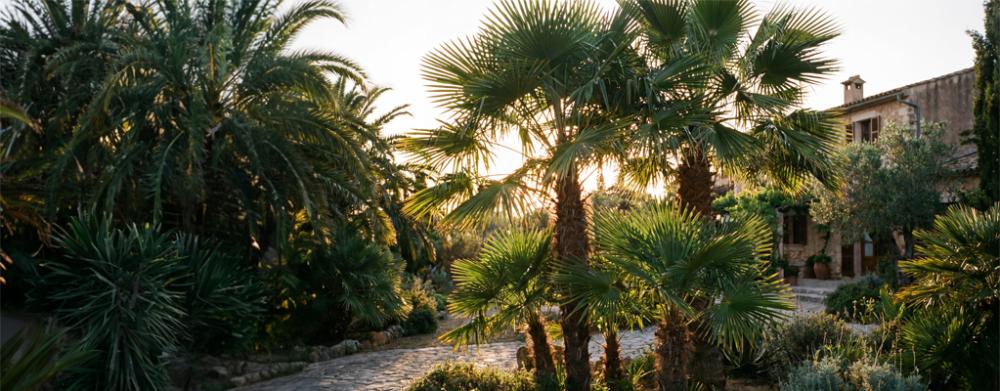 Trachycarpus fortunei