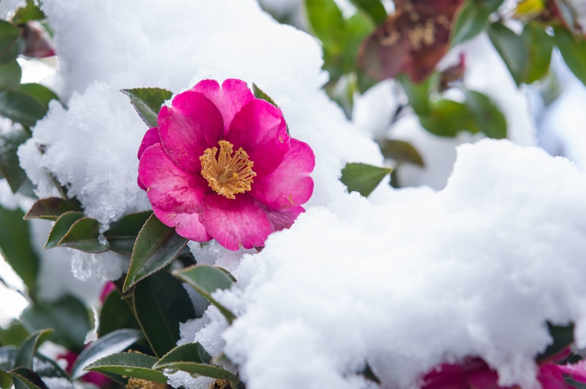 Winter