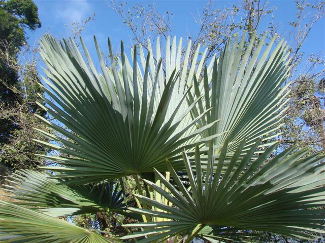 Sonstige Trachycarpus