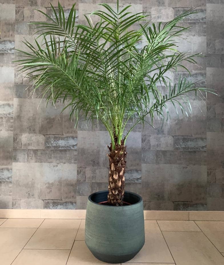 Phoenix roebelenii