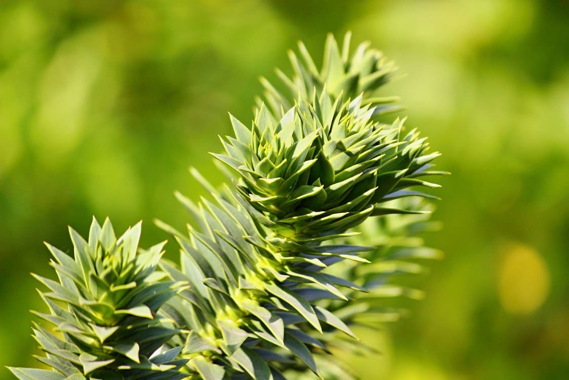 Araucaria