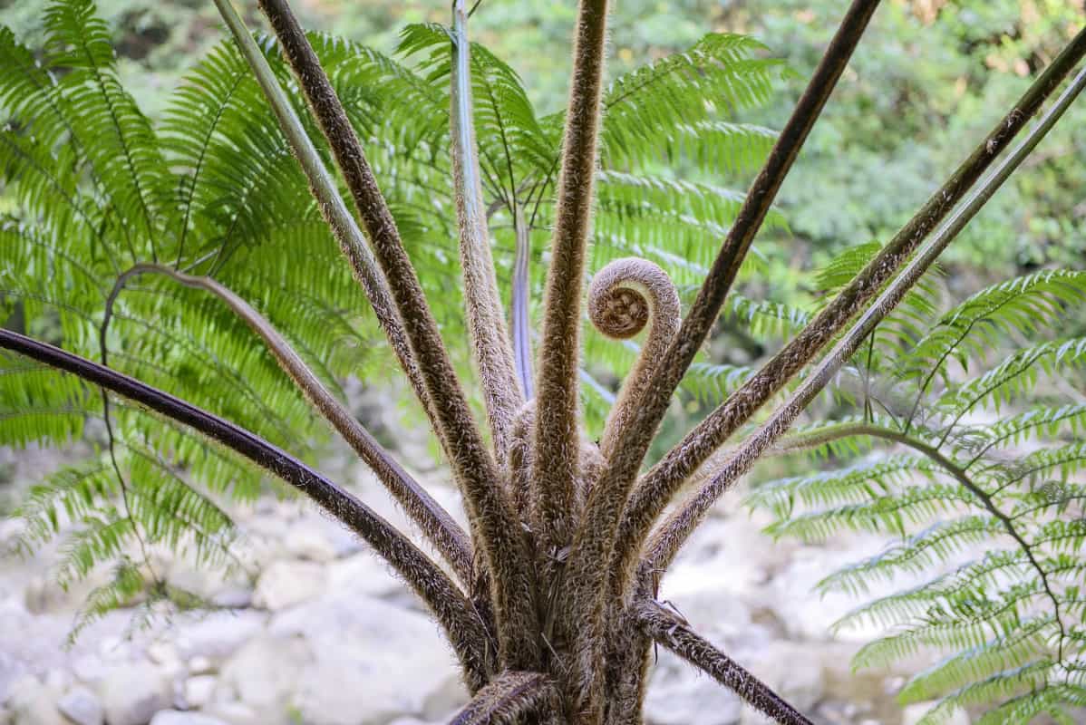 Cyathea