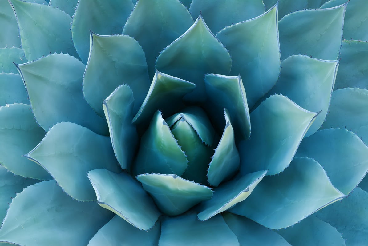 Agave