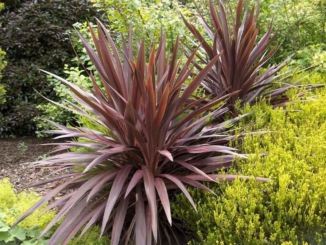 Cordyline