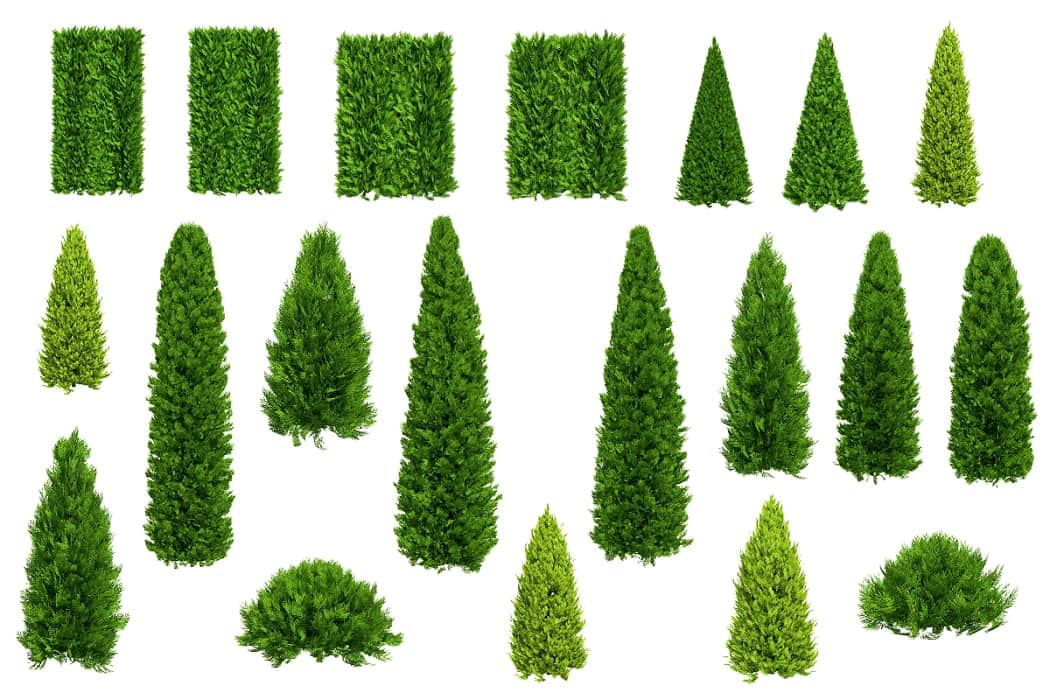 Thuja