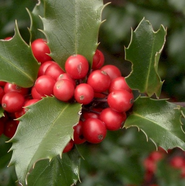 Ilex