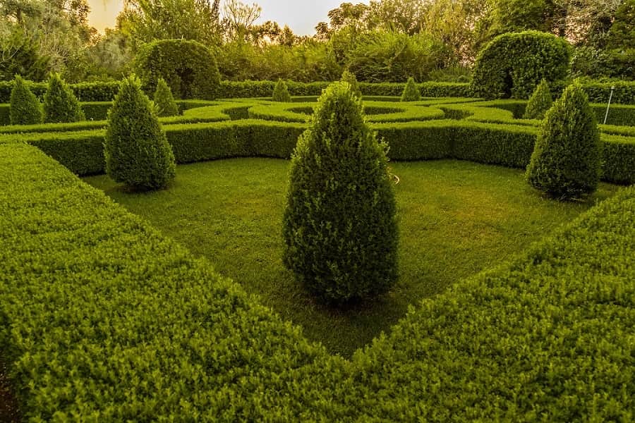Buxus