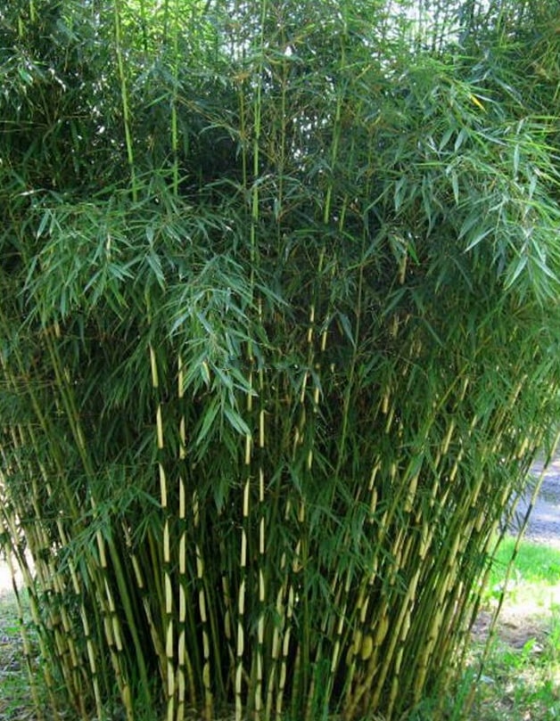 Fargesia Robusta Campbell