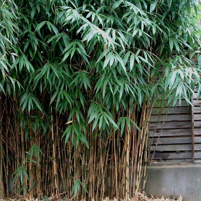 Pseudosasa japonica