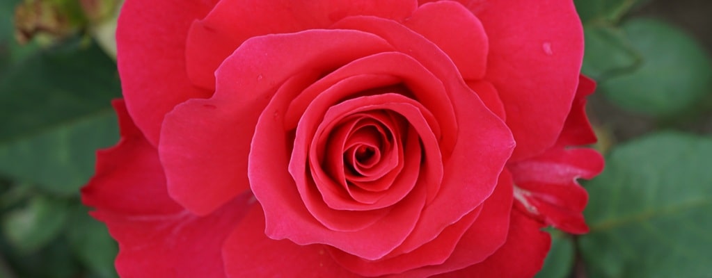Rosen