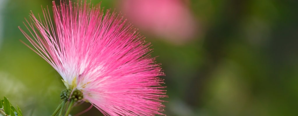Albizia