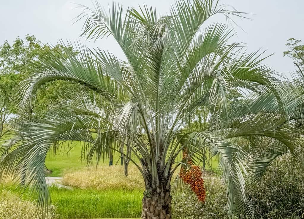 Butia